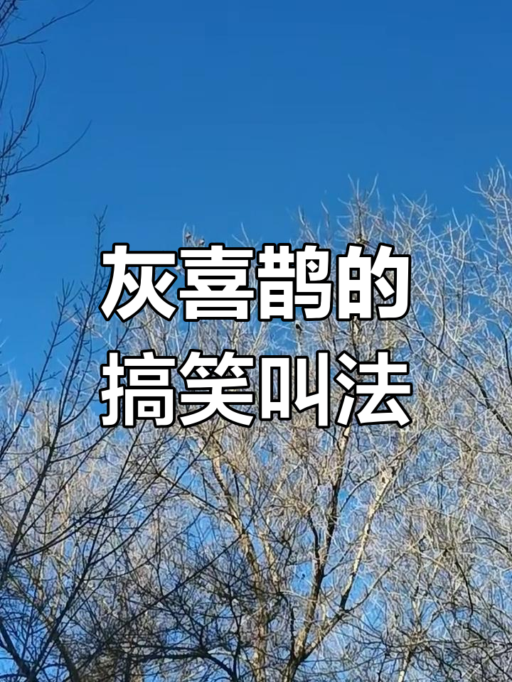 玩家必读“喜鹊互娱麻将有挂吗”爆光开挂猫腻-第3张图片