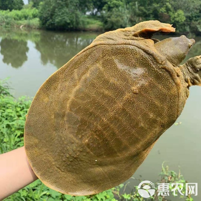 必看科普“微信水鱼怎么开挂	”附开挂脚本详细-第1张图片