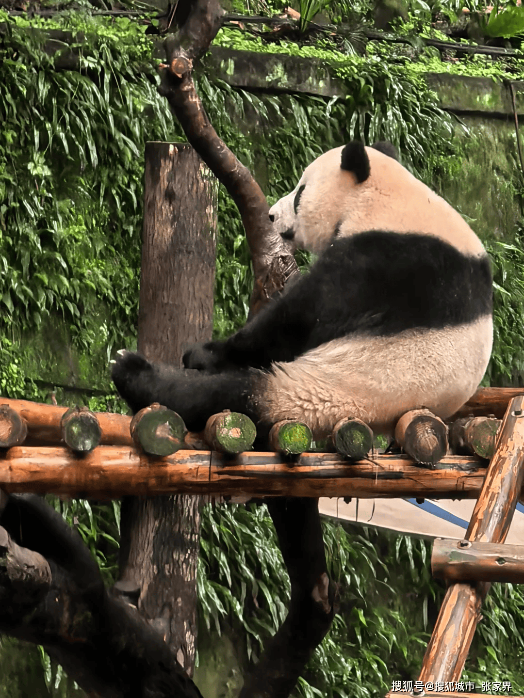 分享干货“熊猫麻将可以调胜率吗	”其实真的确实有挂-第2张图片